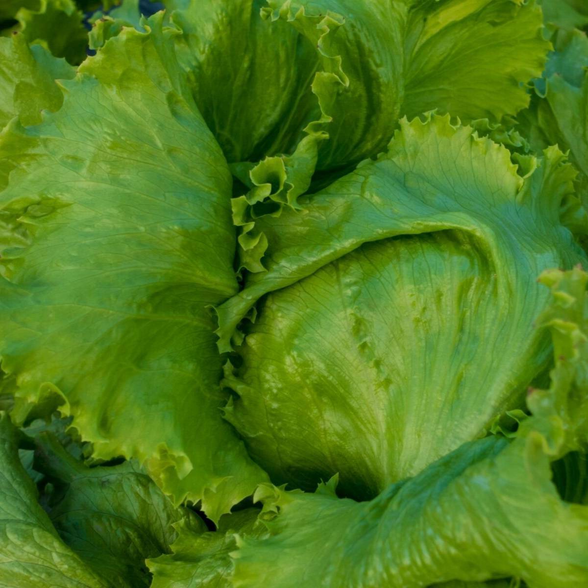Lettuce- Great Lakes